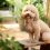 Estos perros cariñosos y vintage te robarán el corazón